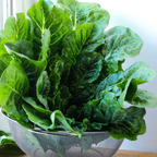 1000 Parris Island Cos Romaine Lettuce Seeds, Heirloom, Easy to Grow Lettuce Seeds, Crisp Crunchy Greens for Backyard Garden, Patios & Containers