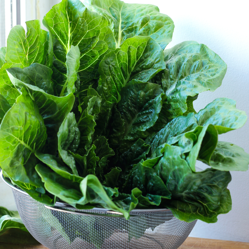 1000 Parris Island Cos Romaine Lettuce Seeds, Heirloom, Easy to Grow Lettuce Seeds, Crisp Crunchy Greens for Backyard Garden, Patios & Containers