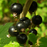 Garden Huckleberry Seeds, 150 Pcs, Heirloom, High Yield, Easy Care Fruit Seeds, for Pots, Containers, and Backyard Gardens