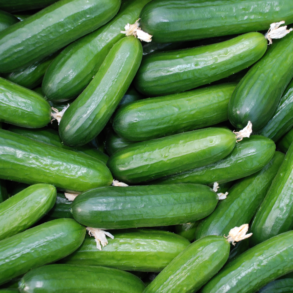 50 Tendergreen Burpless Cucumber Seeds, Non-GMO, Crispy Sweet Cucumber Vegetable Seeds, Fast Growing Summer Crop for Garden Trellis
