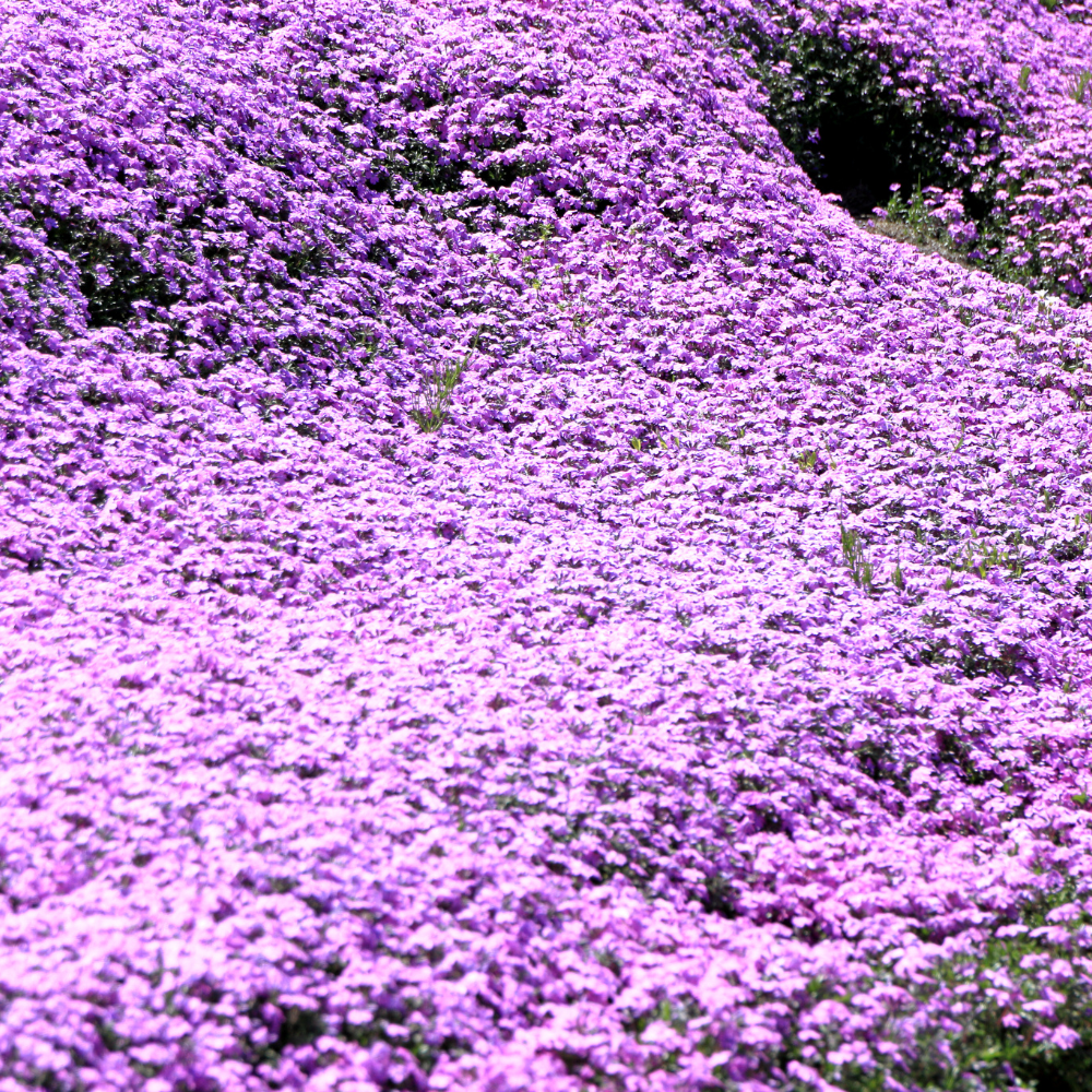 300 Pastel Shades Mix Phlox Seeds, Non-GMO Phlox drummondii Seeds, High Yield, Vibrant Multi-Color Fragrant Perennial, for Borders & Gardens