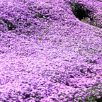 300 Pastel Shades Mix Phlox Seeds, Non-GMO Phlox drummondii Seeds, High Yield, Vibrant Multi-Color Fragrant Perennial, for Borders & Gardens