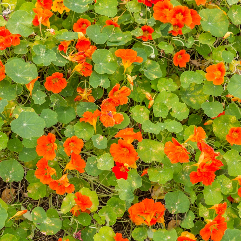 75 Variegated Alaska Mix Nasturtium Seeds, Easy to Grow, Heirloom, Spectacular Variegated Edible Flower Edible Flower & Vegetable, Ideal for Borders, Gardens & Fence