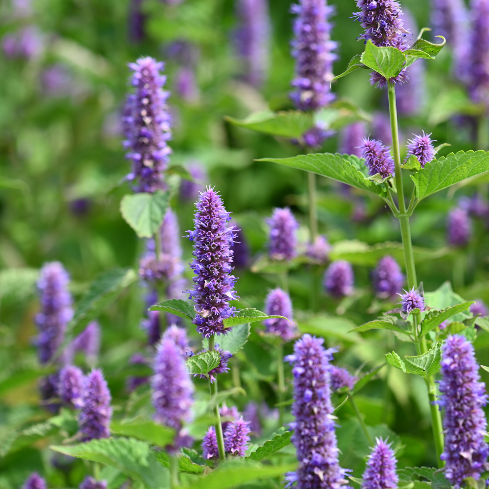 250 Anise Hyssop Seeds, Non GMO, Easy to Grow, Fragrant Seasonal Blooms, Flower Seeds for Outdoor Garden Planting