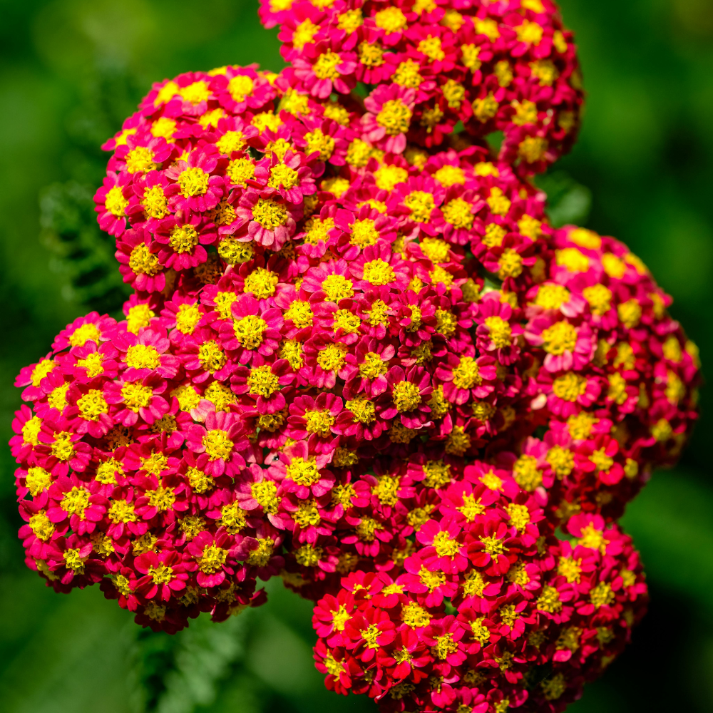 500 Red Yarrow Seeds (Achillea millefolium rubra), Non GMO, High Yield, Vibrant Cerise Ruby Red Perennial Wildflower, for Backyard Borders