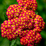 1000 Red Yarrow Seeds for Planting Outdoors, Hardy Drought Tolerant Native Flower Seeds, High-Yielding Achillea Rubra Groundcover for Rock Gardens