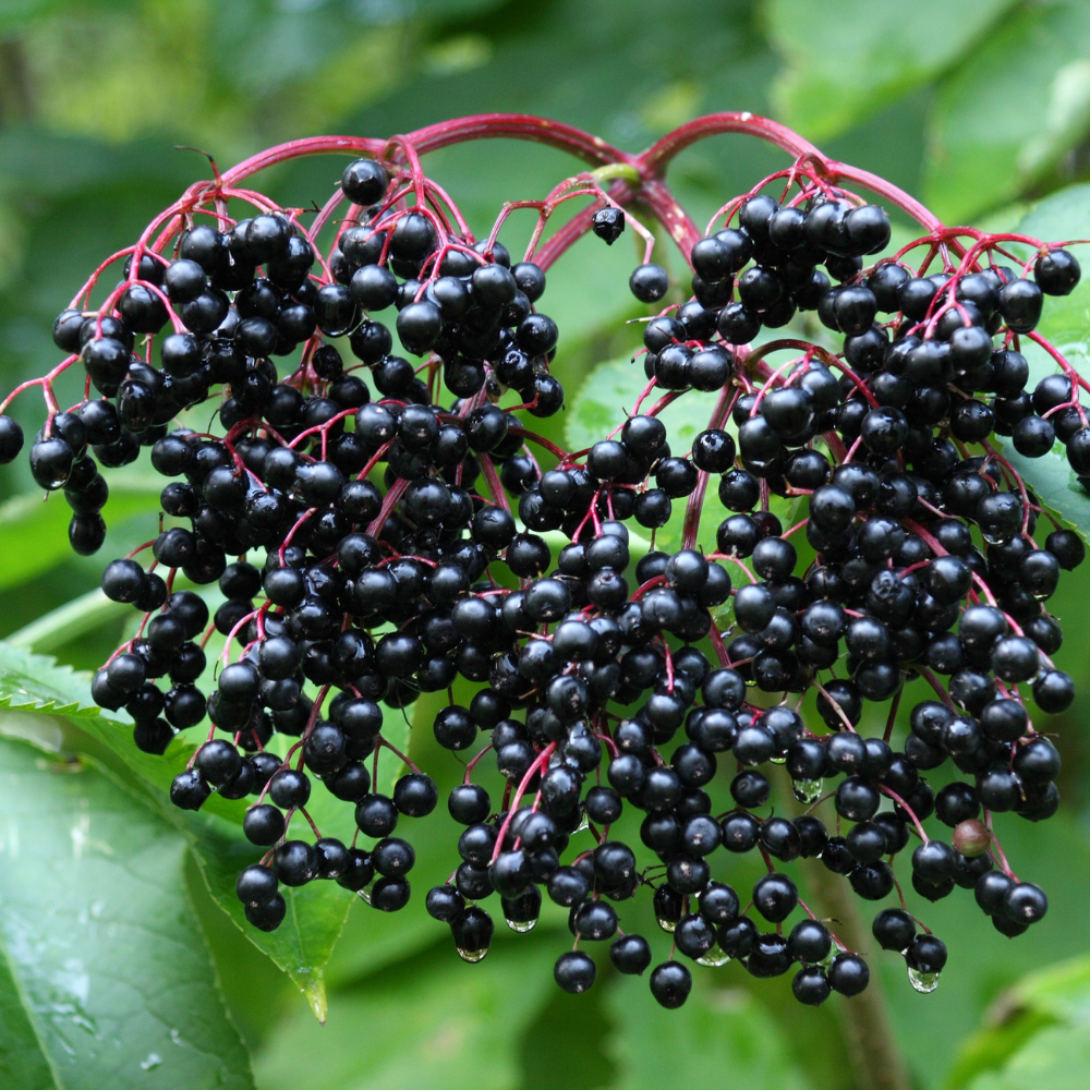 Garden Huckleberry Seeds, 150 Pcs, Heirloom, High Yield, Easy Care Fruit Seeds, for Pots, Containers, and Backyard Gardens