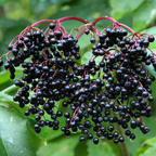 Garden Huckleberry Seeds, 150 Pcs, Heirloom, High Yield, Easy Care Fruit Seeds, for Pots, Containers, and Backyard Gardens