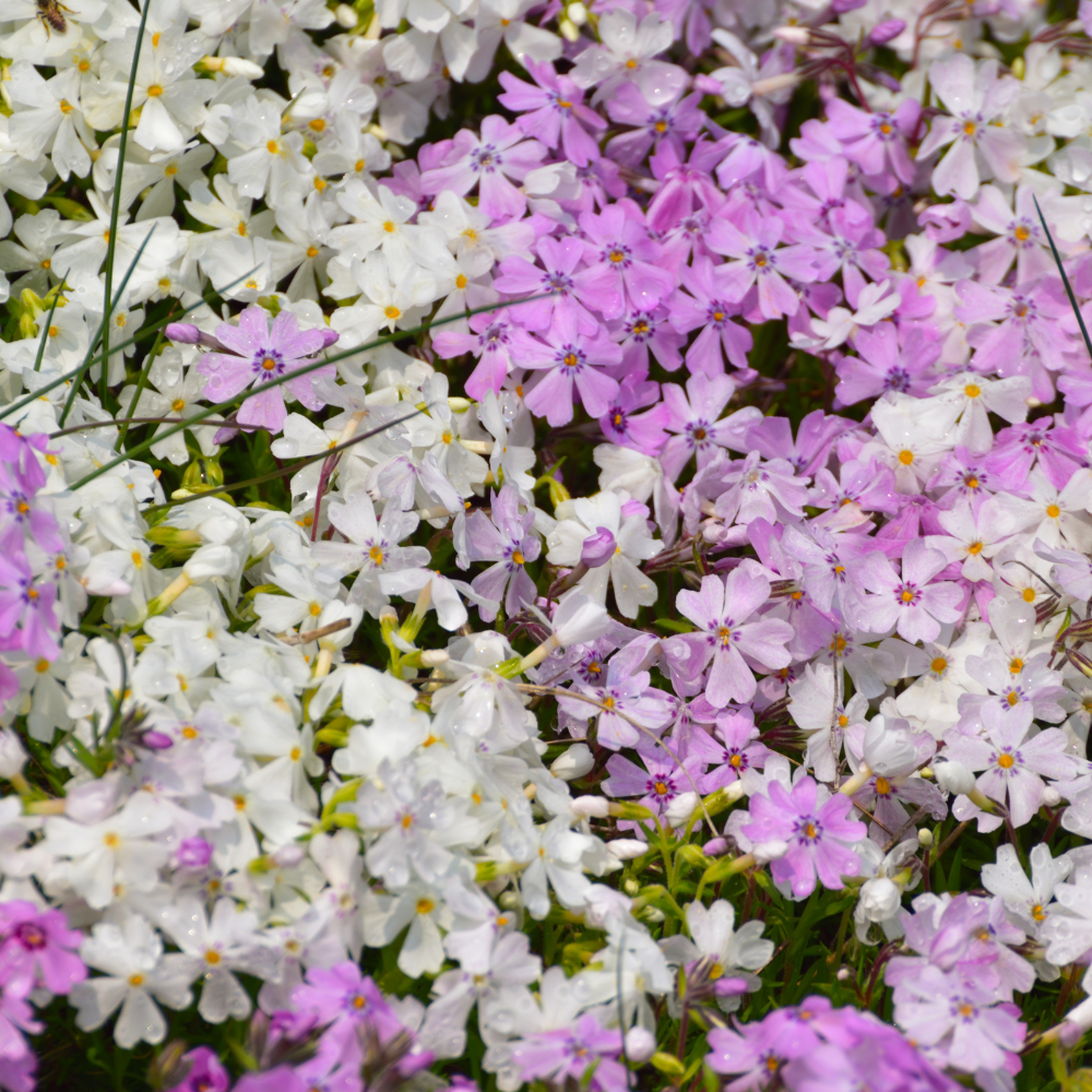 500 Mountain Phlox Seeds, Non-GMO, Native Wildflower Seeds, Vibrant Pink & Lavender Star-Shaped Perennial, Ideal for Gardens