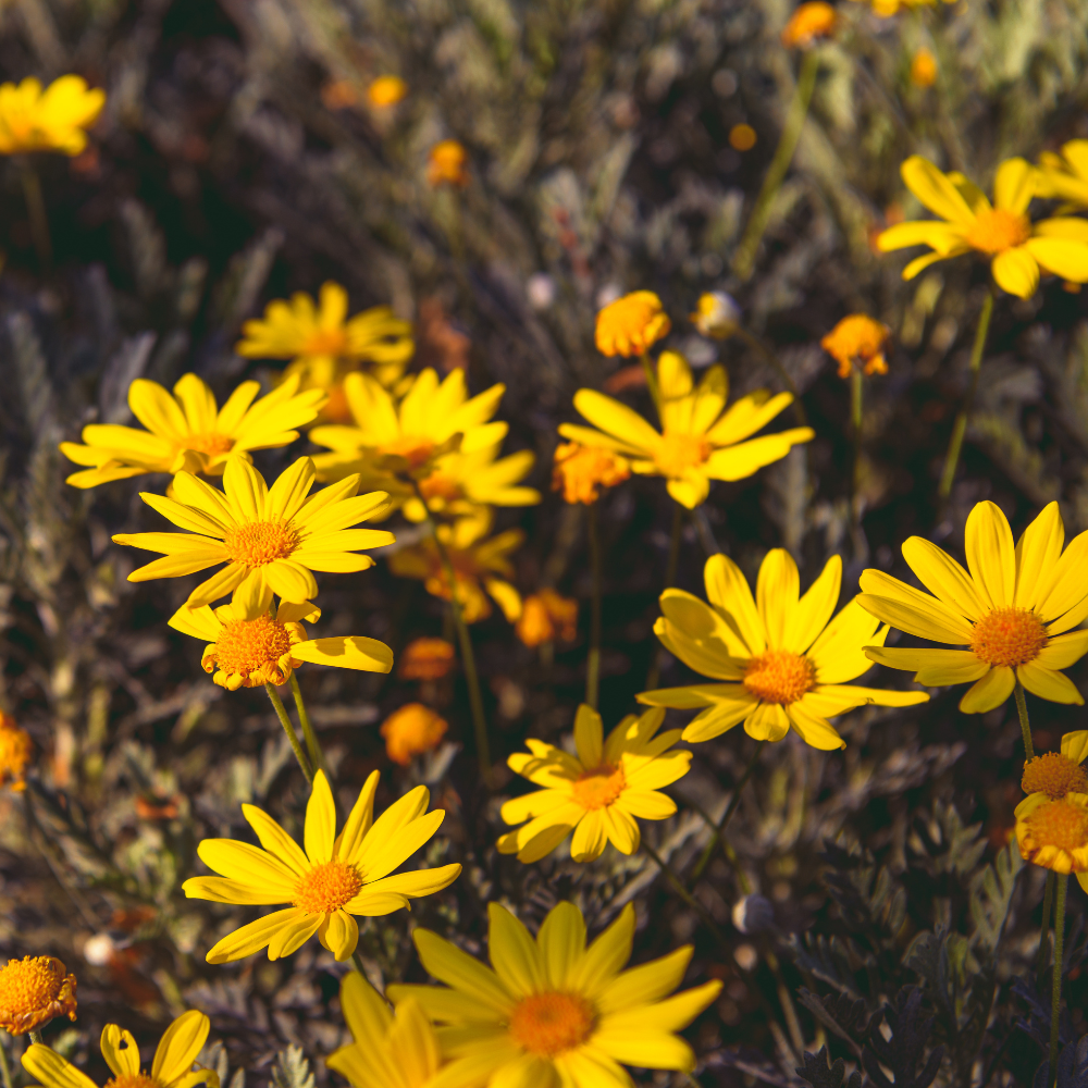 Dahlberg Daisy Seeds for Planting, 900 Pcs Daisy Seeds, Non GMO, Heirloom, Delicate Trailing Yellow Daisy for Hanging Baskets & Flower Beds