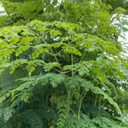 10 Moringa Plant Seeds, Hardy, Easy Care, Fast Growing Drumstick Tree, Ideal for Home Gardening & Raised Beds