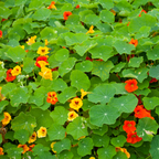 50 Peach Melba Nasturtium Seeds, Easy to Grow, Annual Flower Seeds, Spectacular Edible Flowers with Sweet Cream & Coral Tones, Ideal for Borders & Garden Accents
