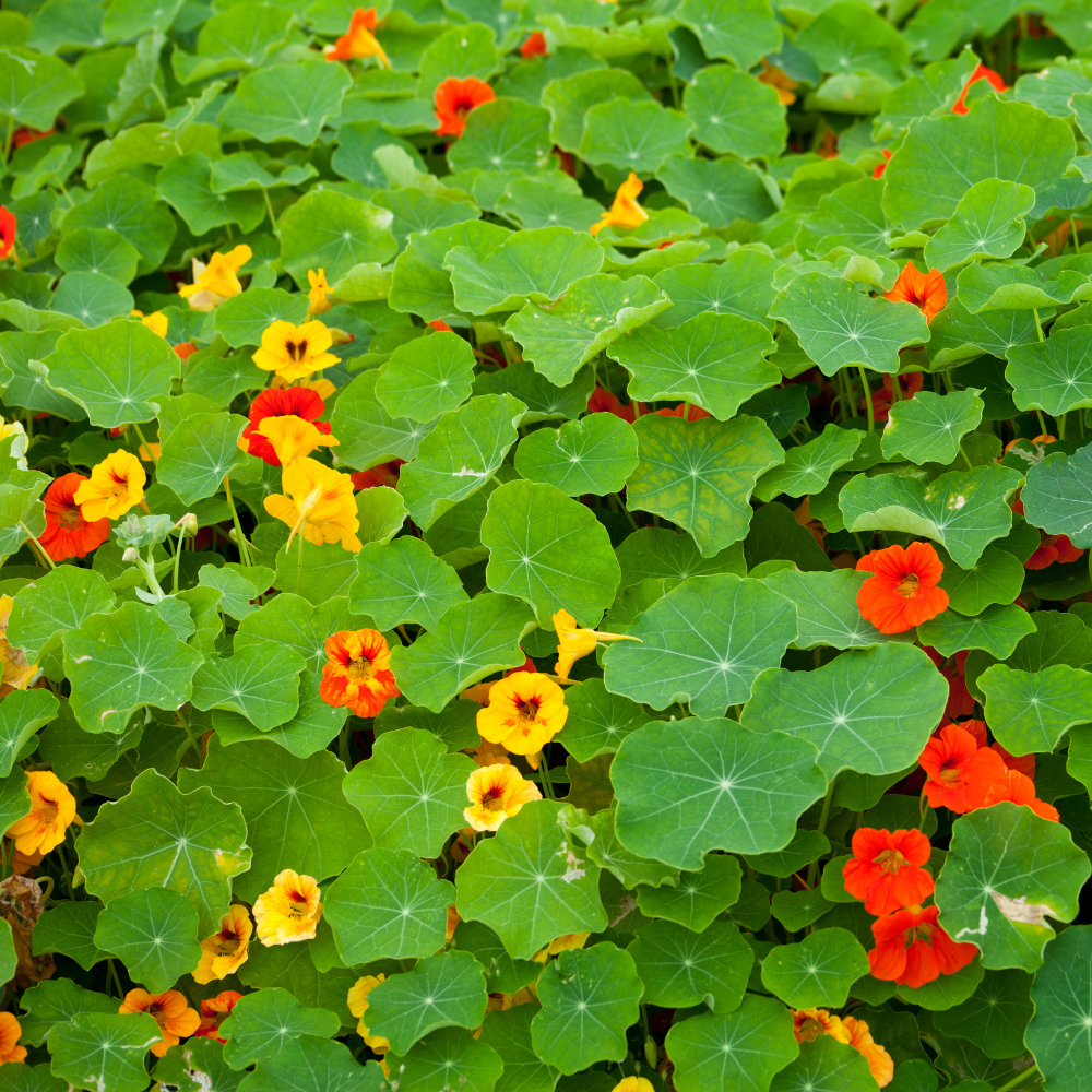 50 Peach Melba Nasturtium Seeds, Easy to Grow, Annual Flower Seeds, Spectacular Edible Flowers with Sweet Cream & Coral Tones, Ideal for Borders & Garden Accents
