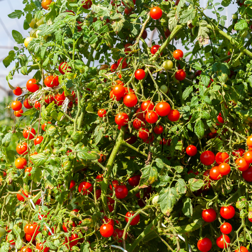 50 Rainbow Cherry Tomato Seeds, Easy to Grow, Continuous Harvest Vegetable Seeds, Perfect High-Yield Garden Crop for Pots, Containers & Trellis