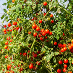 50 Rainbow Cherry Tomato Seeds, Easy to Grow, Continuous Harvest Vegetable Seeds, Perfect High-Yield Garden Crop for Pots, Containers & Trellis
