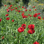 Red Corn Poppy Flower Seeds, 500 Count, Non GMO, Heirlooms, Annual Wildflower Seeds for Outdoor Garden Planting