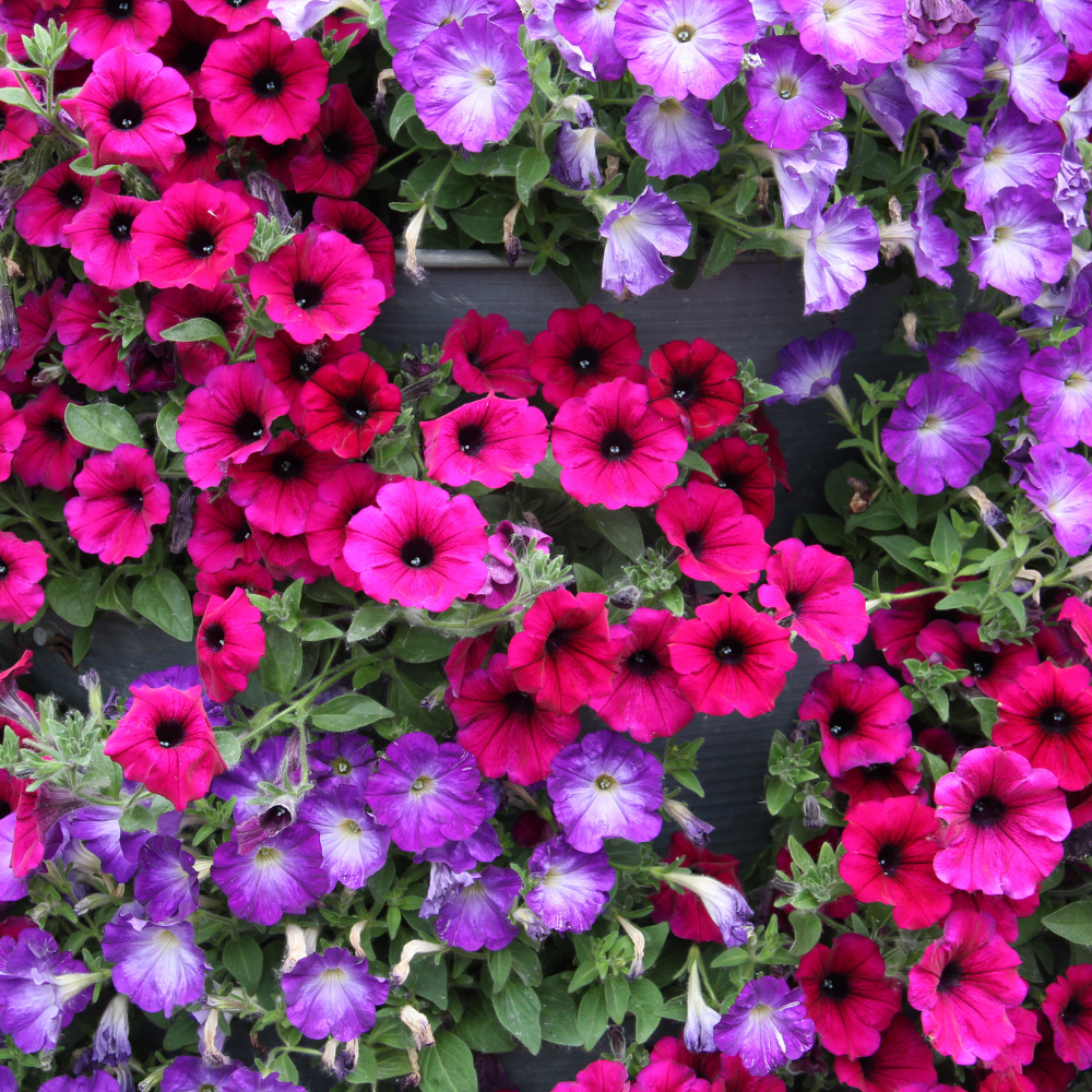 750 Shanin Wild Petunia Seeds, Non GMO, Easy to Grow, Vibrant Lavender Purple Blooms, Charming Low-Growing Purple Accent, Perfect Unique Seed Gift for Gardeners