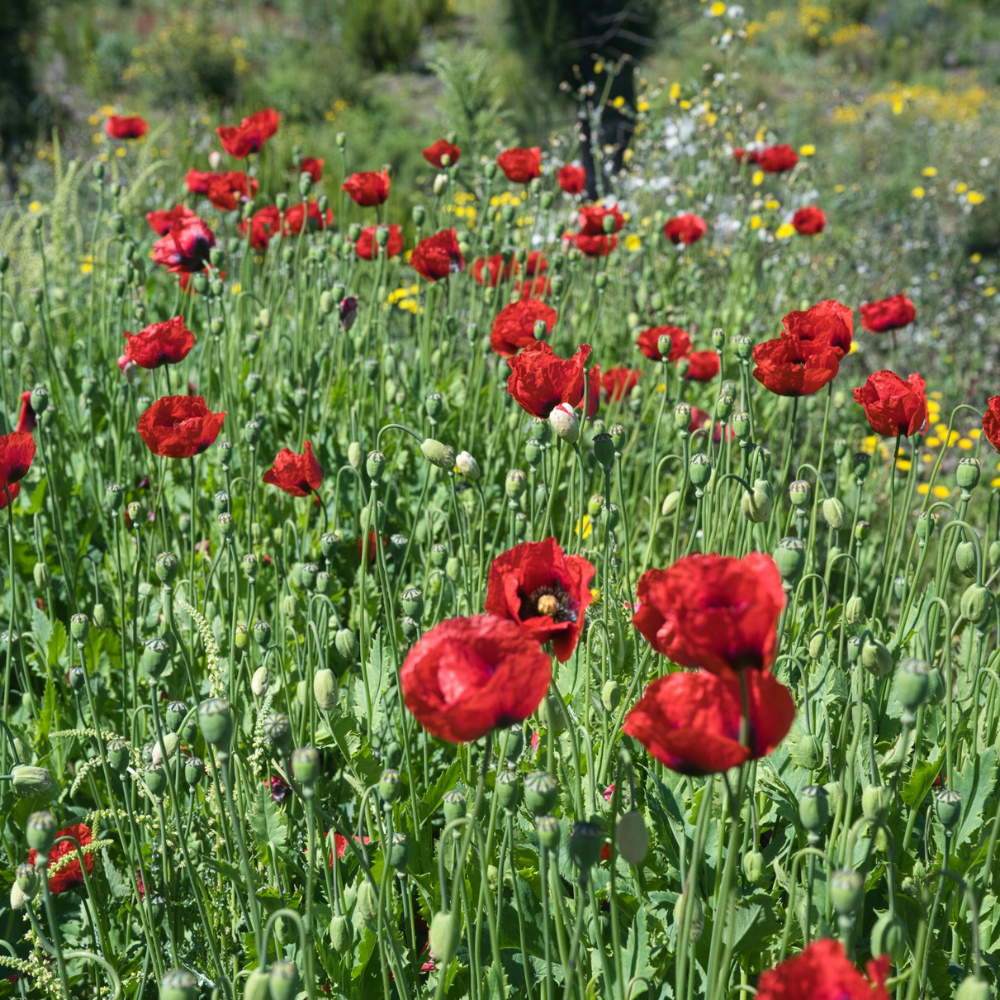1500 Red Corn Poppy Wildflower Seeds, Non GMO, Heirlooms, Flower Seeds Red Blooms for Backyard & Pollinator Gardens