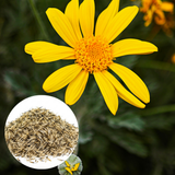 Dahlberg Daisy Seeds for Planting Outdoors, 300 Pcs, Low Maintenance, Heat Tolerant Yellow Flower Plant, Ideal for Groundcover, Yard & Gardens