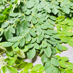 3 Moringa Tree Plants, 4–5 Inch Tall, Drumstick Tree Starter Plant, Fast Growing Tree for Indoor Outdoor Garden