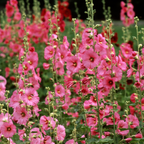 50 Hollyhock Summer Carnival Mix Flower Seeds, Easy Care, Vibrant Color Flowers for Vertical Garden Accents & Backyard Planting