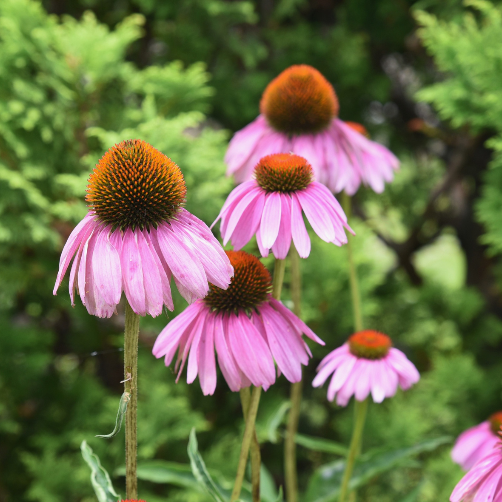 400 Purple Coneflower Seeds, Heirloom Echinacea Purpurea Seeds, Hardy, Pink Purple Perennial Blooms, for Backyard Gardens, Patios & Landscape