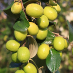 No Ship to CA, HI, AK, Thai Jujube Tree Live Plant, 3 Gallon Pot Jujube Plant, 12-16" Tall, Easy to Grow, Crisp Sweet Edible Fruit Tree, Ideal for Patio, Garden & Backyard Orchards