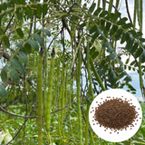 20 Moringa Tree Seeds for Planting, Easy Care, Fast Growing Drumstick Tree, for Patio, Garden & Outdoor Spaces