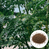30 Moringa Tree Seeds for Planting, Non GMO, Drumstick Tree Starter Plant, Fast Growing Tree for Indoor Outdoor Garden