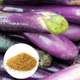 150 Purple Shine Eggplant Seeds, Non-GMO, Heirlooms, Easy to Grow Vegetable Seeds for Backyard Gardens