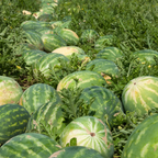 30 Orange Tendersweet Watermelon Seeds, Easy to Grow, Heat Tolerant, Fast Growing Fruit Seeds for Garden Beds