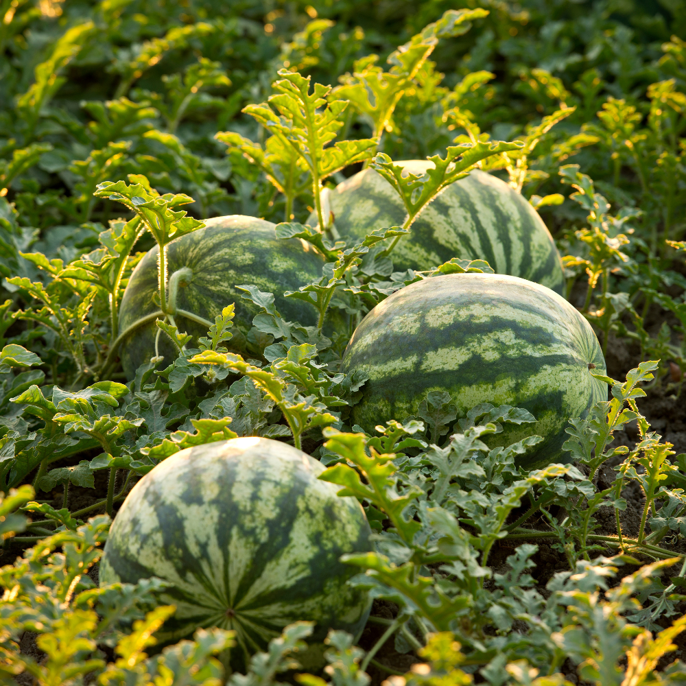 30 Orange Tendersweet Watermelon Seeds, Easy to Grow, Heat Tolerant, Fast Growing Fruit Seeds for Garden Beds