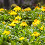 150 Strawflower Seeds for Planting Outdoors, Non GMO, Annual Flower Seeds, Vibrant Multi-Color Everlasting Flower, Ideal for Raised Beds & Backyard Gardens