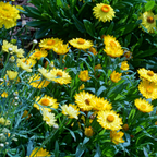 150 Strawflower Seeds for Planting Outdoors, Non GMO, Annual Flower Seeds, Vibrant Multi-Color Everlasting Flower, Ideal for Raised Beds & Backyard Gardens