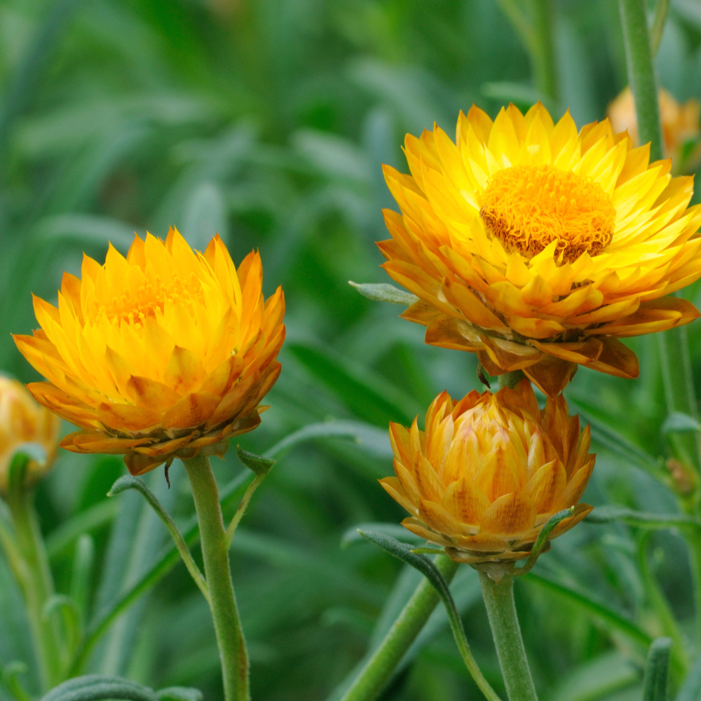 100 Strawflower Seeds, Heirloom, Easy to Grow Flower Seeds, High-Yielding Rigid Petal Blooms, for Pots and Garden Beds