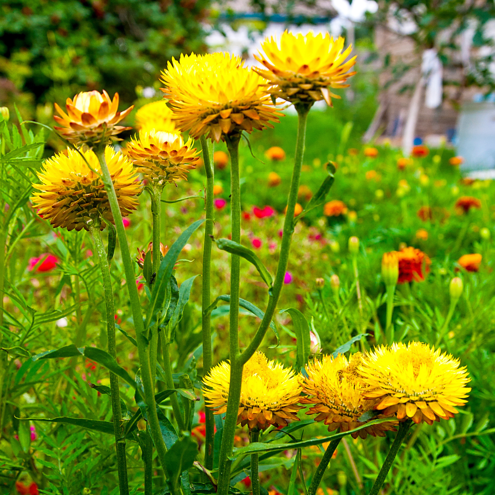 50 Strawflower Seeds for Planting, Non GMO, Fast Growing, Tall Sturdy Stems, Unique Multi-Color Everlasting Blooms, Ideal for Borders & Backyard Gardens