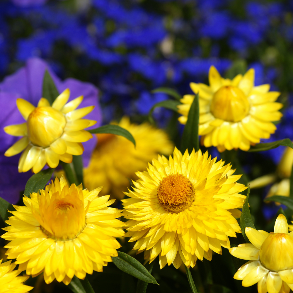 150 Strawflower Seeds for Planting Outdoors, Non GMO, Annual Flower Seeds, Vibrant Multi-Color Everlasting Flower, Ideal for Raised Beds & Backyard Gardens
