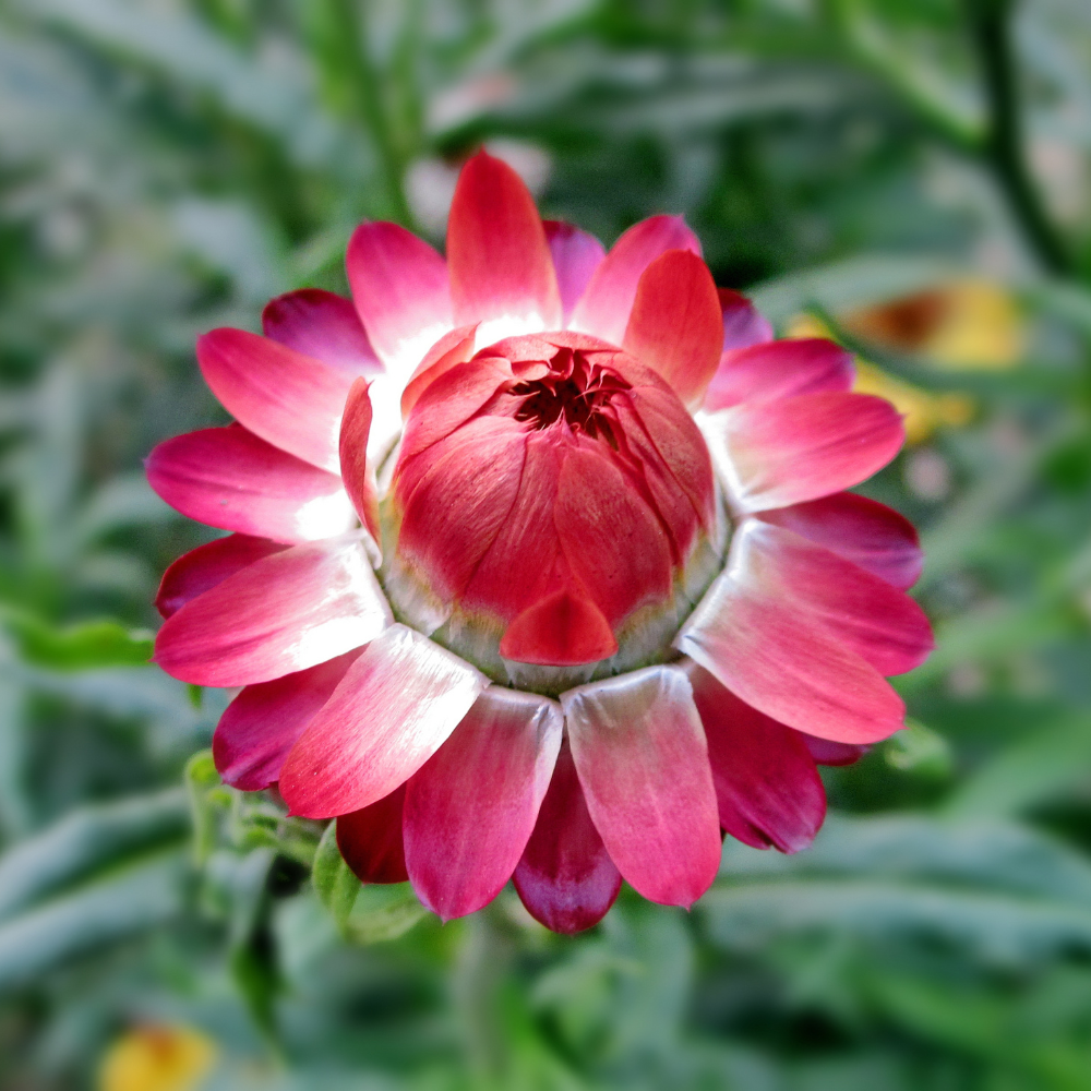 150 Strawflower Seeds for Planting Outdoors, Non GMO, Annual Flower Seeds, Vibrant Multi-Color Everlasting Flower, Ideal for Raised Beds & Backyard Gardens