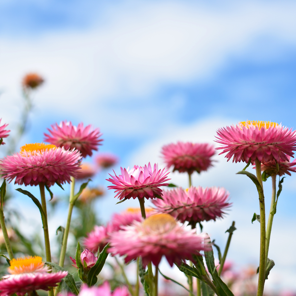 150 Strawflower Seeds for Planting Outdoors, Non GMO, Annual Flower Seeds, Vibrant Multi-Color Everlasting Flower, Ideal for Raised Beds & Backyard Gardens