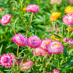100 Strawflower Seeds, Heirloom, Easy to Grow Flower Seeds, High-Yielding Rigid Petal Blooms, for Pots and Garden Beds