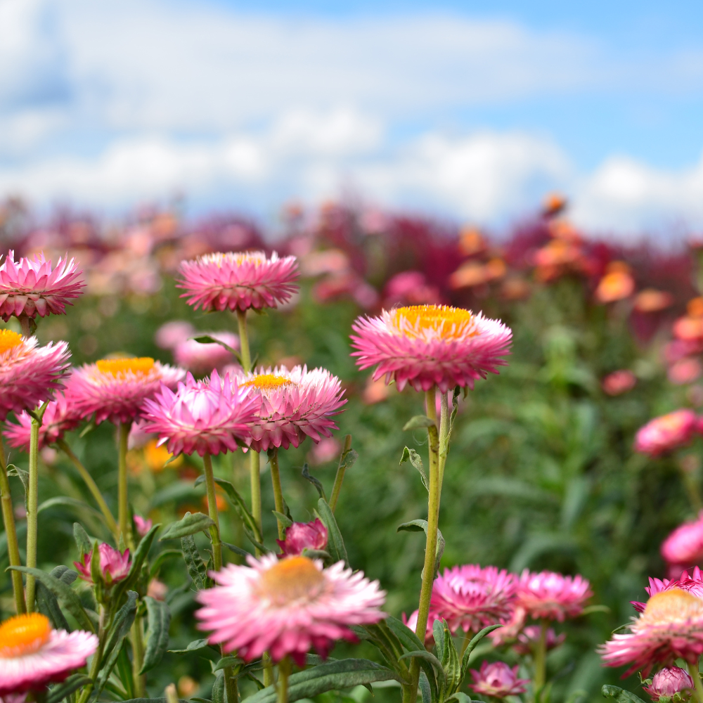 150 Strawflower Seeds for Planting Outdoors, Non GMO, Annual Flower Seeds, Vibrant Multi-Color Everlasting Flower, Ideal for Raised Beds & Backyard Gardens