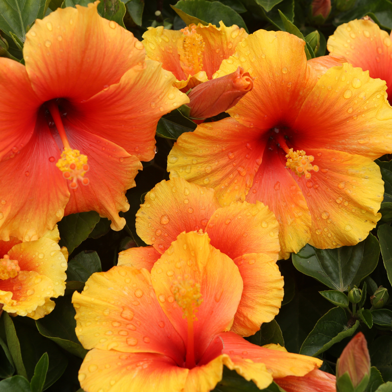Fiesta Hibiscus Plant, 6-10 Inch Tall (No Pot), Easy Care Tropical Hibiscus Plants Live, Vibrant Fiery Orange Yellow Flower for Patio & Backyard Gardens