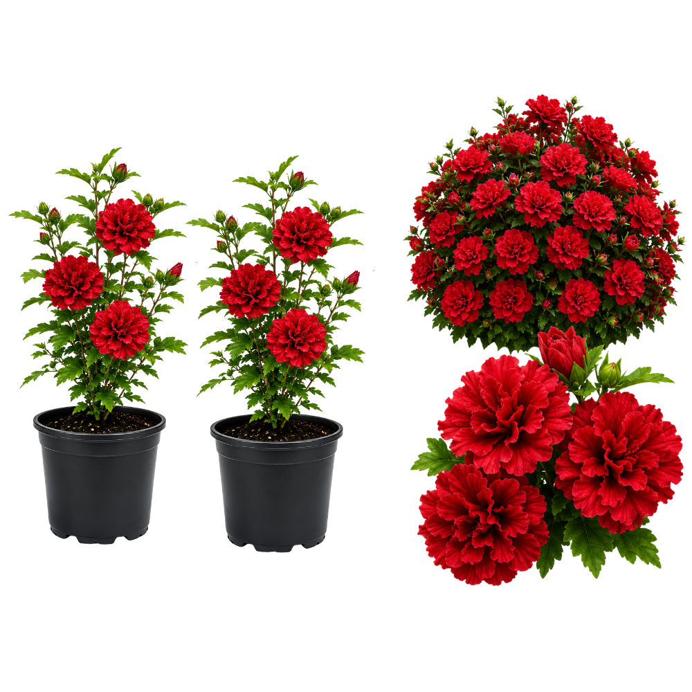 2 Red Hibiscus Althea Live Plants for Planting | 10-12 Inch Tall | Red Flowering Rose of Sharon Trees for Outdoor Gardens & Privacy Screens