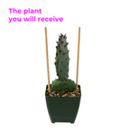 Purple Prickly Pear Cactus Live Plant in 3 Inch Potted | Hardy Desert Cactus for Indoor Display, Outdoor Gardens, Xeriscaping, Borders & Containers