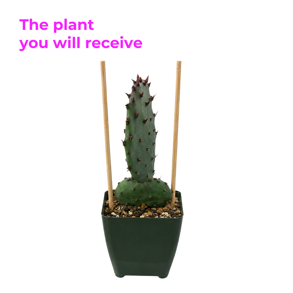 Purple Prickly Pear Cactus Plant in 3 Inch Potted| Live Purple Cactus | Low-Maintenance & Drought Resistant, Ideal for Home Décor, Patios, Landscaping, Succulent Gardens & Pots
