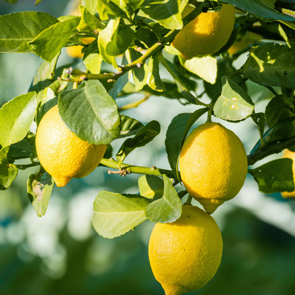 Live Meyer Lemon Tree | 1–2 Ft Tall Citrus Plant | Sweet, Juicy Lemons for Cooking, Drinks, and Home Gardening (No Ship to CA,HI,AK)