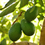 HASS Avocado Tree for Planting | 2.5–3 Ft Live Potted Tree | Fast-Growing Fruit Tree for Home Gardens, Patios & Containers (No Ship to CA,HI,AK)