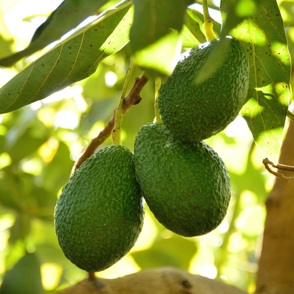 HASS Avocado Tree for Planting | 2.5–3 Ft Live Potted Tree | Fast-Growing Fruit Tree for Home Gardens, Patios & Containers (No Ship to CA,HI,AK)
