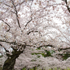 No Ship to CA, HI, AK, Yoshino Cherry Tree Live Plant in 3 Gallon Pot, 3 Ft Tall Cherry Blossom Tree Live, Beautiful White-Pink Spring Blooms for Gardens & Landscaping
