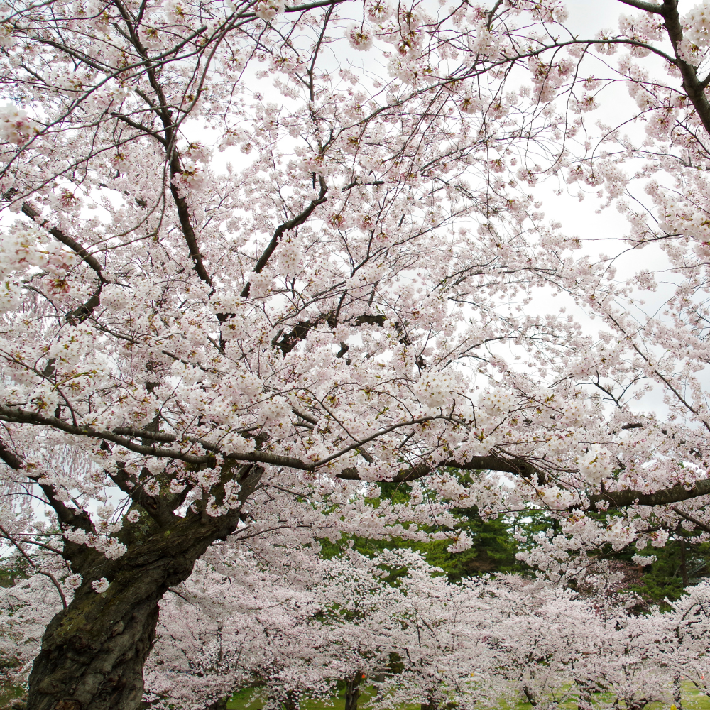 No Ship to CA, HI, AK, Yoshino Cherry Tree Live Plant in 3 Gallon Pot, 3 Ft Tall Cherry Blossom Tree Live, Beautiful White-Pink Spring Blooms for Gardens & Landscaping
